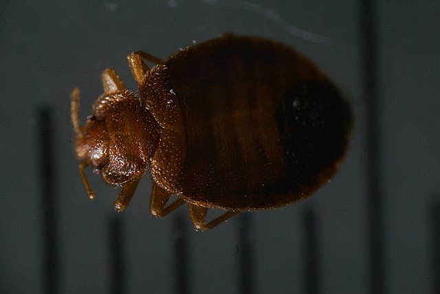 Bed bug. Cimex lectularius